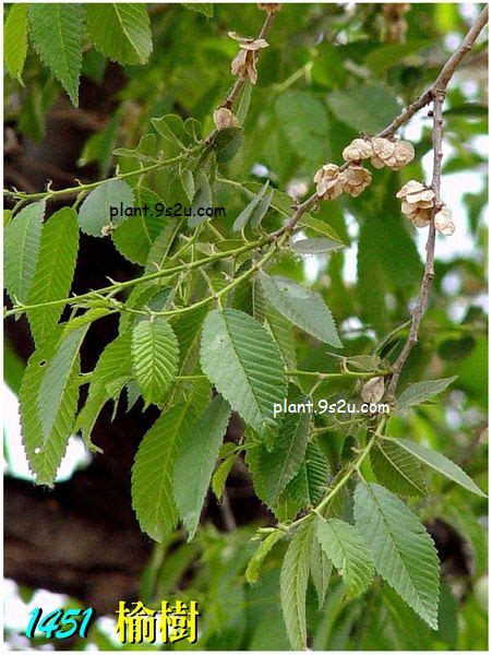 榆錢樹 榆樹|榆錢:榆樹（Ulmus pumila L.）別稱：榆實、榆子、榆仁、榆莢 